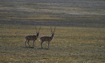 Cina: antilopi tibetane iniziano migrazione annuale per partorire