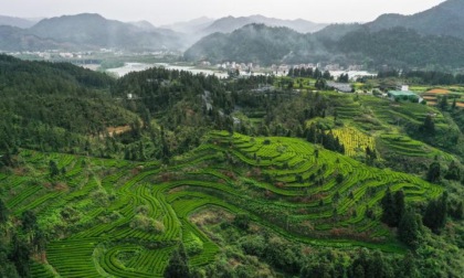 Cina: volume commercio estero del tè cresce nel 2024