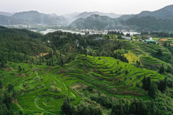 Cina: volume commercio estero del tè cresce nel 2024