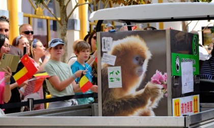 Belgio: arrivati 3 rinopitechi dorati cinesi a Pairi Daiza Zoo (1)