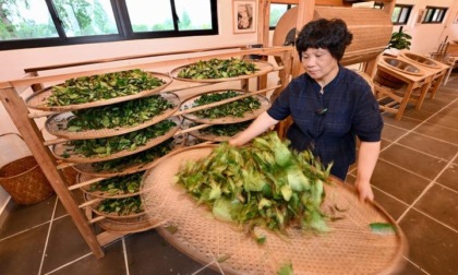 Cina: Fujian, antica cultura del tè di Wuyishan (2)