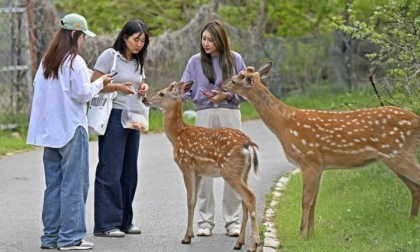 Cina: Dalian crea habitat vivibile per i cervi shika selvatici