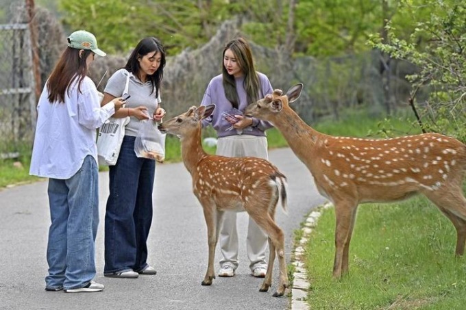 Cina: Dalian crea habitat vivibile per i cervi shika selvatici