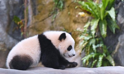 Cina: coppia cuccioli di panda gigante a Ocean Park di Hong Kong (1)