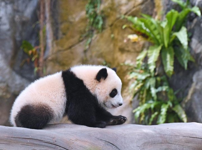 Cina: coppia cuccioli di panda gigante a Ocean Park di Hong Kong (1)