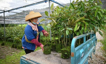 Cina: Hainan, contea di Baoting sviluppa industria del durian (1)