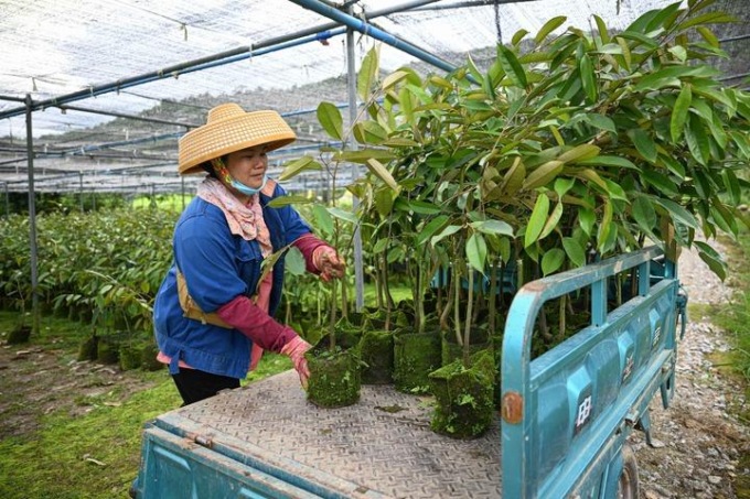 Cina: Hainan, contea di Baoting sviluppa industria del durian (1)