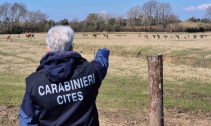 Allevamento illegale di daini e cervi, il sequestro