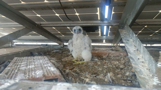 Il pullo di falco pellegrino è maschio