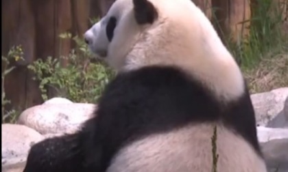 Cina: panda gigante si rilassa nell'acqua