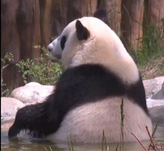 Cina: panda gigante si rilassa nell’acqua