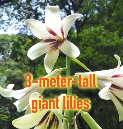 Cina: scoperti oltre 10.000 gigli giganti nello Yunnan