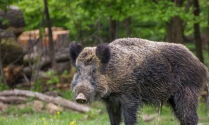 Rincorsa da un cinghiale, paura per una donna