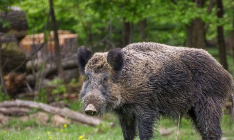 Rincorsa da un cinghiale, paura per una donna