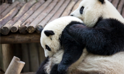 Austria: viennesi accolgono coppia di panda dalla Cina