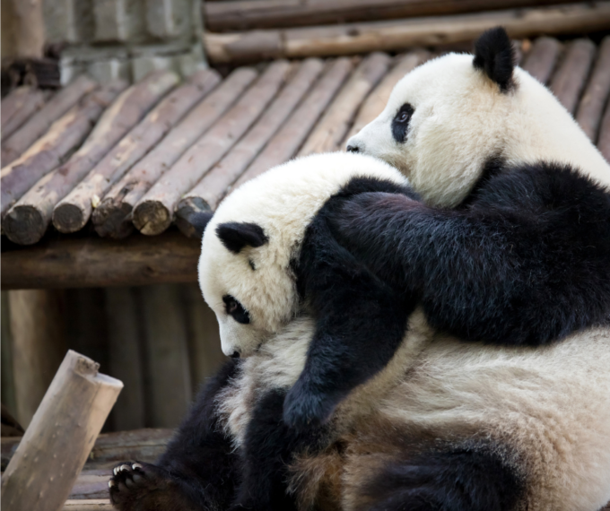Austria: viennesi accolgono coppia di panda dalla Cina