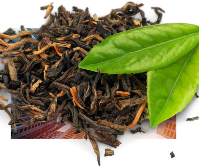 FAO festeggia Giornata internazionale del tè a Roma