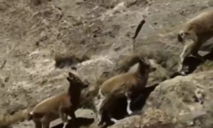 Cina: stambecchi "Kung Fu" esibiscono abilità di arrampicata su un dirupo nello Xinjiang