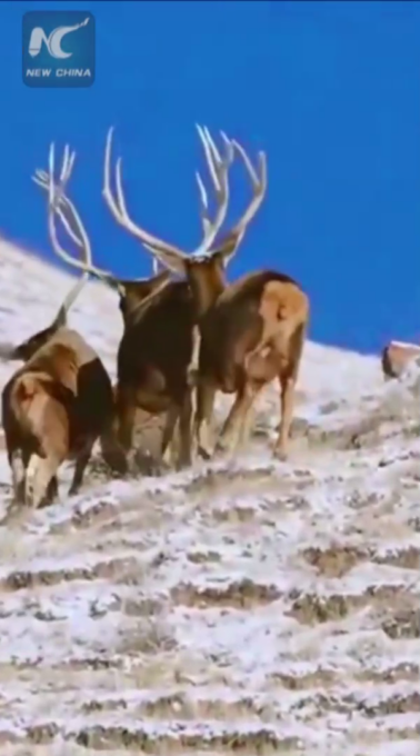 Cina: fauna selvatica catturata dalla videocamera in un parco nazionale nel Gansu