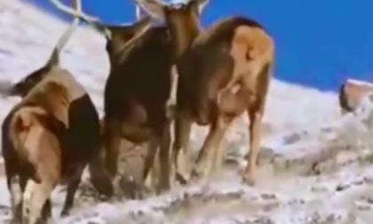 Cina: fauna selvatica catturata dalla videocamera in un parco nazionale nel Gansu
