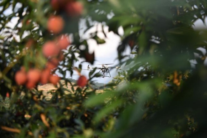Cina: consegna di litchi tramite droni nel Guangdong