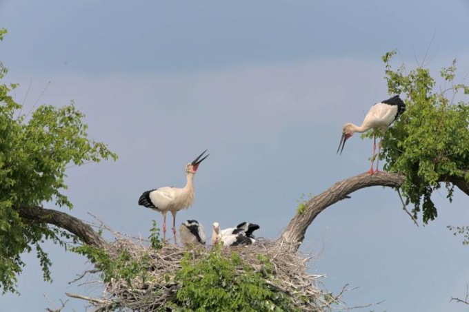 Cina: fine stagione riproduttiva delle cicogne bianche orientali nello Heilongjiang
