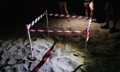 Sulla spiaggia del Circeo il primo nido di Caretta Caretta del 2025