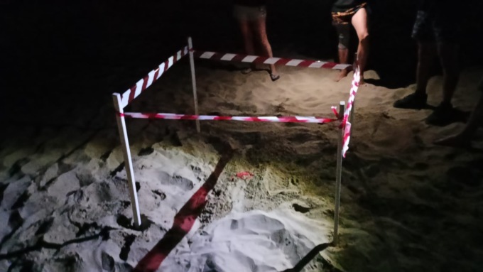 Sulla spiaggia del Circeo il primo nido di Caretta Caretta del 2025