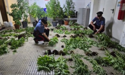 Trovato con 75 piante di cannabis e droga in casa, arrestato