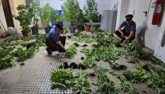 Trovato con 75 piante di cannabis e droga in casa, arrestato