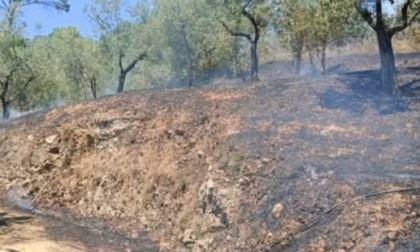 Incendio doloso tra gli uliveti di Pagliarola