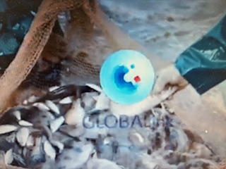 Cina: pesce mandarino fermentato alimenta mercato da miliardi di yuan