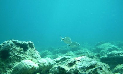 Il ripopolamento dei fondali dell’isola di Ponza