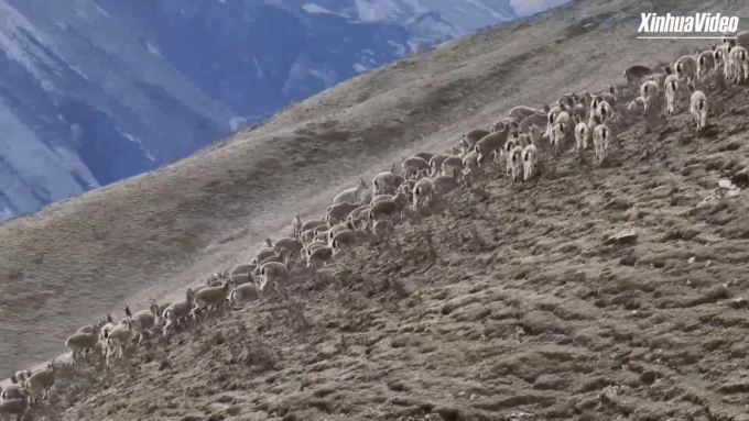 Cina: quasi 1.000 bharal pascolano sui monti Qilian