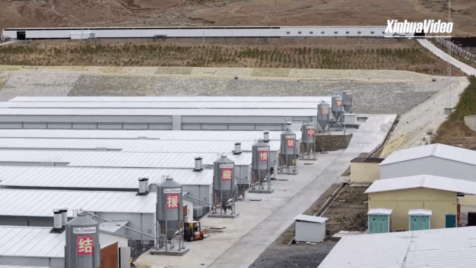 Cina: Xizang, azienda di pollicoltura diventa smart per maggior sviluppo integrato