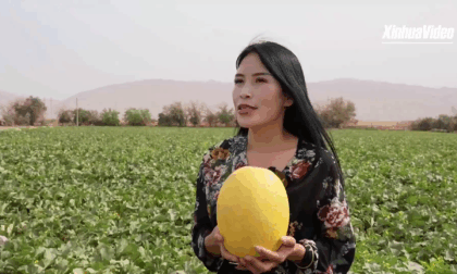 Cina: Xinjiang, raccolta di cantalupi in pieno svolgimento a Turpan