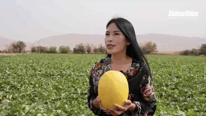 Cina: Xinjiang, raccolta di cantalupi in pieno svolgimento a Turpan