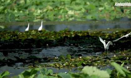Cina: Yunnan, garzette nidificano tra i fiori in tranquille zone umide
