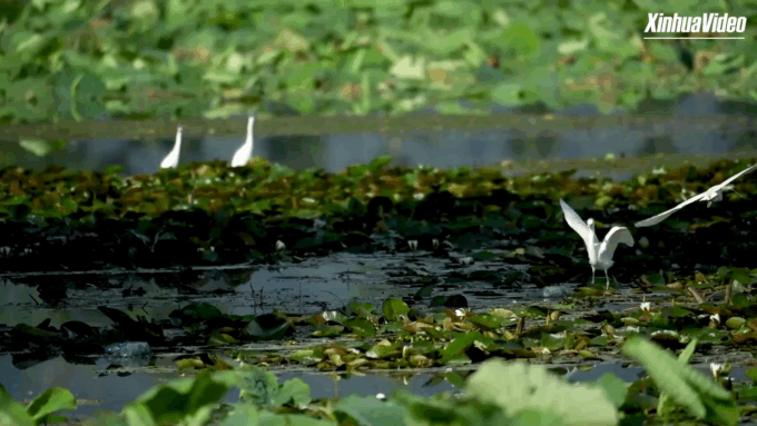 Cina: Yunnan, garzette nidificano tra i fiori in tranquille zone umide