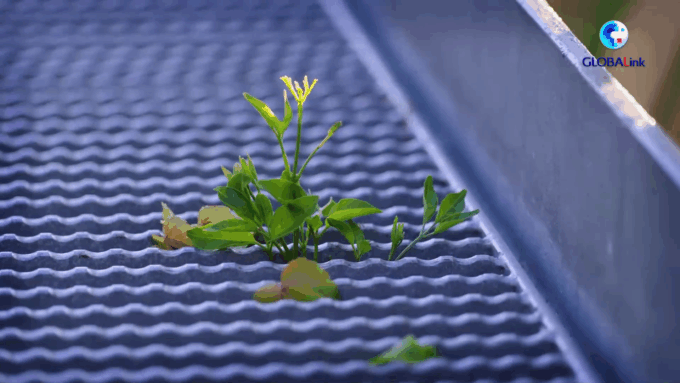 Cina: scopriamo passerella urbana sopra gli alberi a Fuzhou