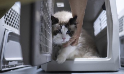 Cina: Hubei, animali domestici viaggiano su treni ad alta velocità (1)