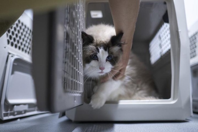 Cina: Hubei, animali domestici viaggiano su treni ad alta velocità (1)