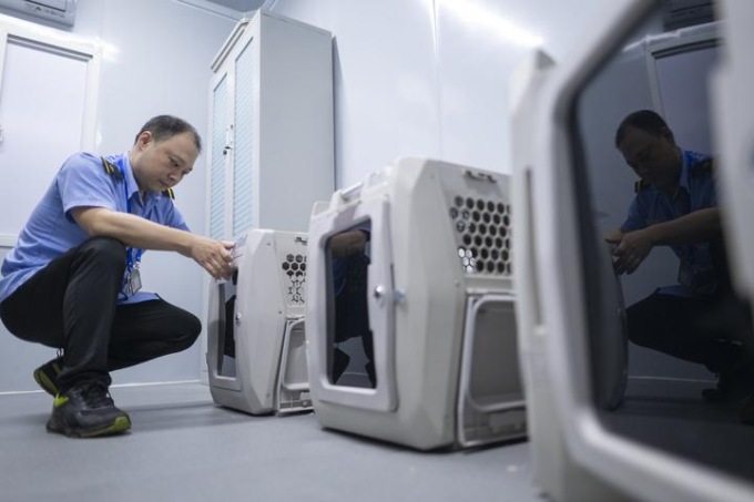 Cina: Hubei, animali domestici viaggiano su treni ad alta velocità (2)