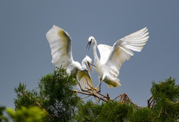 Cina: Yunnan, garzette nel parco di Dianchi Haihong a Kunming (1)