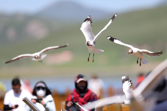 Cina: gabbiani testabruna nella zona umida di Gahai
