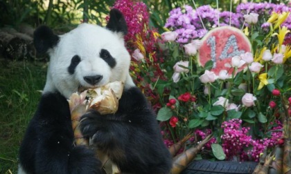 Cina: celebrazione dei compleanni dei panda Shuangxin e Hexing a Xining (1)