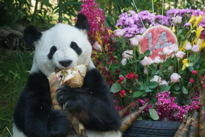 Cina: celebrazione dei compleanni dei panda Shuangxin e Hexing a Xining (1)