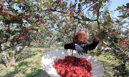 Cina: Gansu, contea Gangu sviluppa industria del pepe del Sichuan (1)