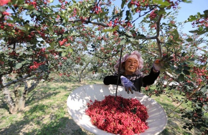 Cina: Gansu, contea Gangu sviluppa industria del pepe del Sichuan (1)