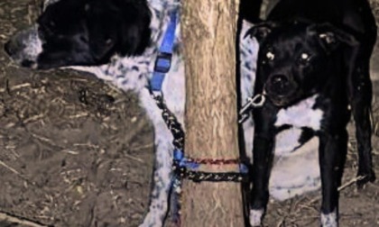 Estate, pene severe per chi abbandona gli animali